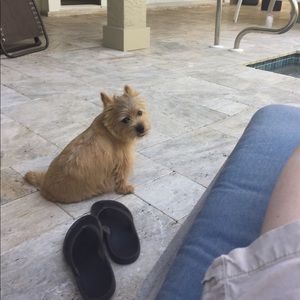 Meet your Posher, Juliet